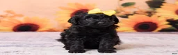 Mini Aussiedoodle dogs for sale: Allie - Ad 1