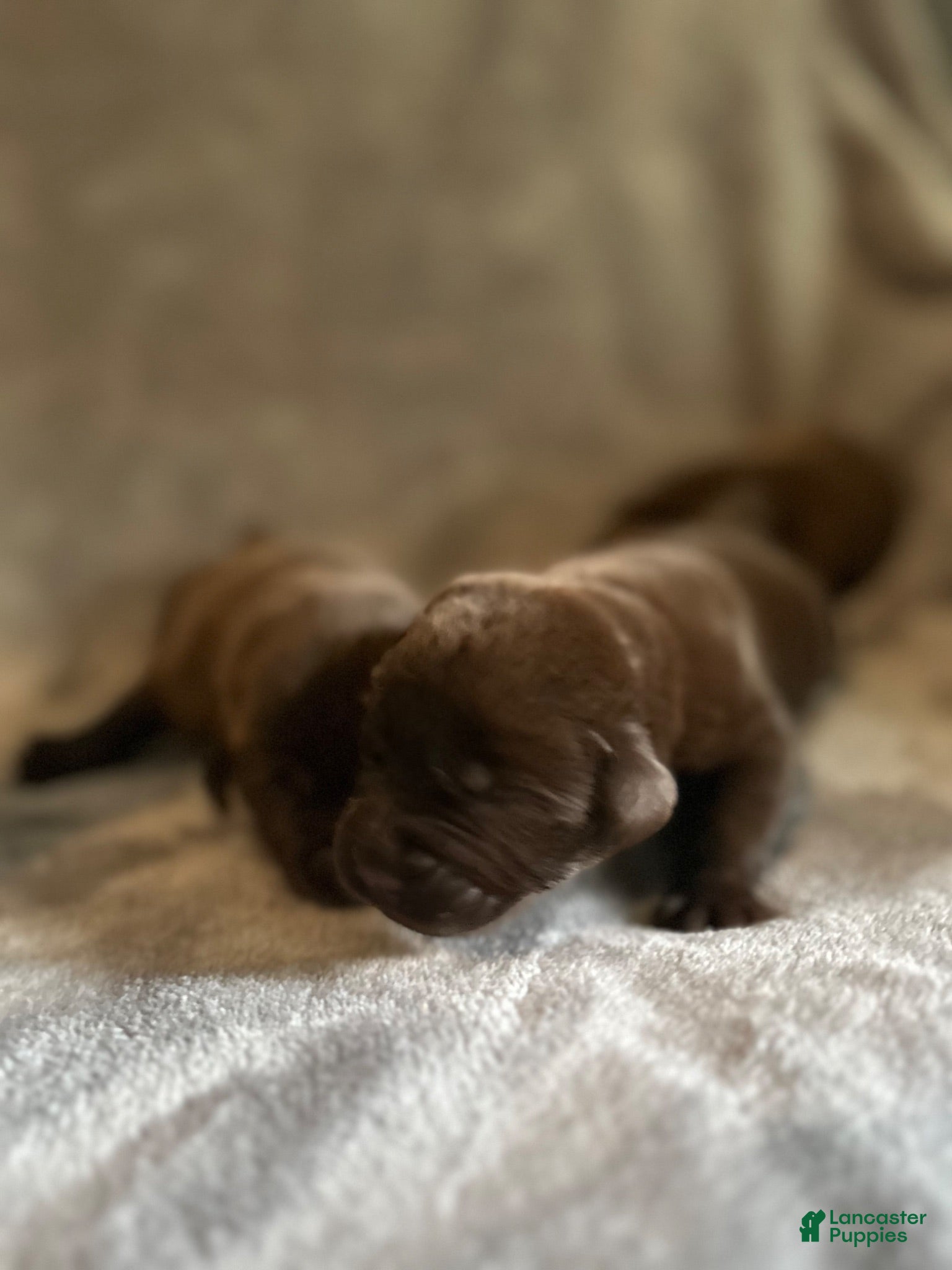 Labrador Retriever dogs Labrador Retriever 3 - Ad 35