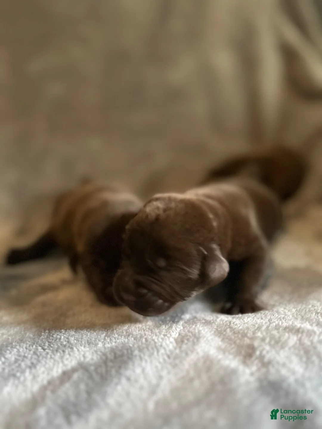 Labrador Retriever dogs for sale: Labrador Retriever 3 - Ad 1