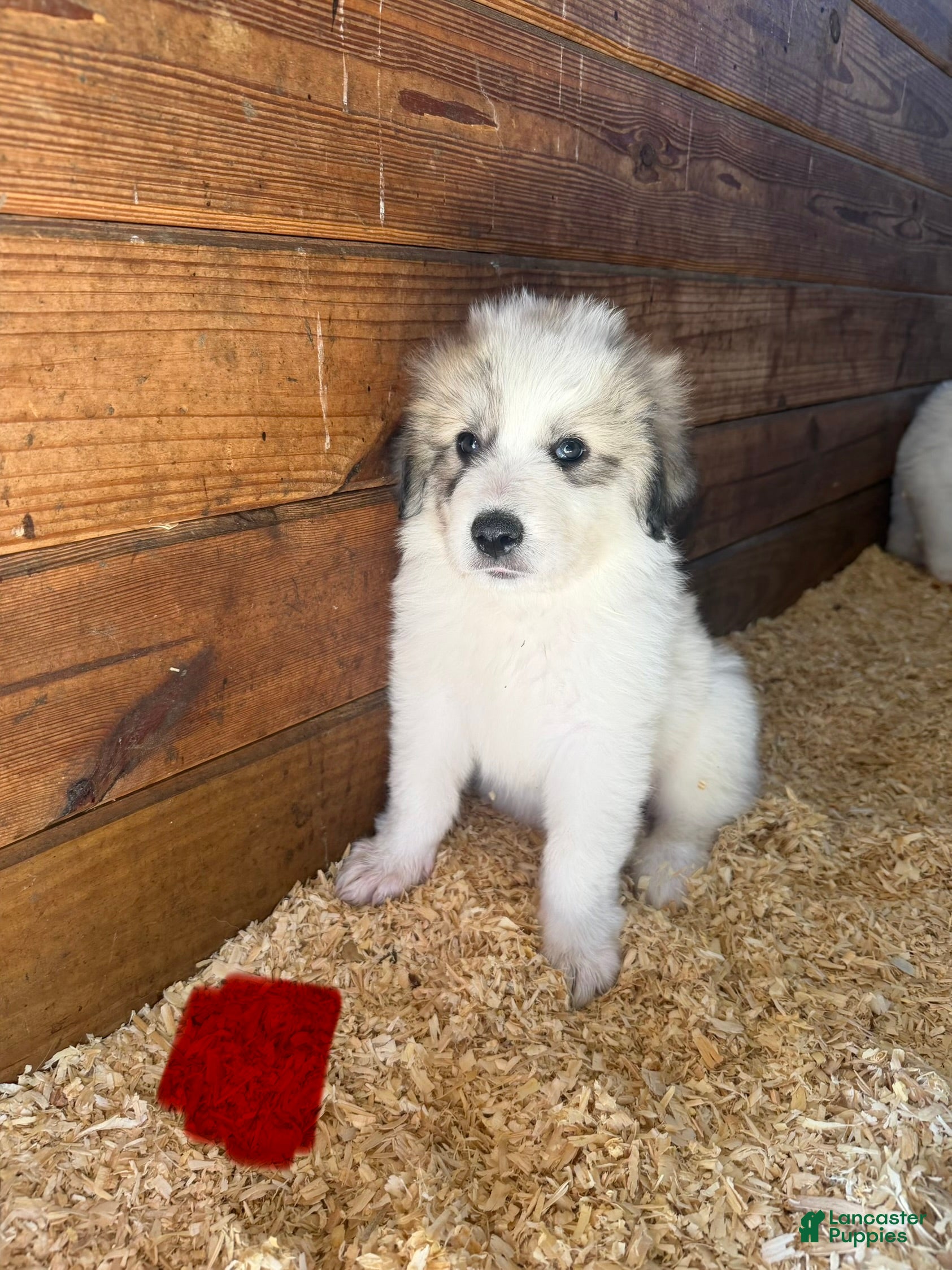 Great Pyrenees dogs Red - Ad 10