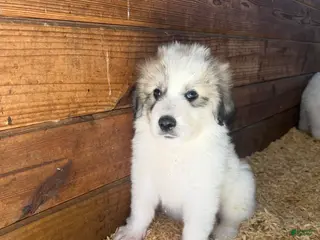 Great Pyrenees dogs Red - Ad 10
