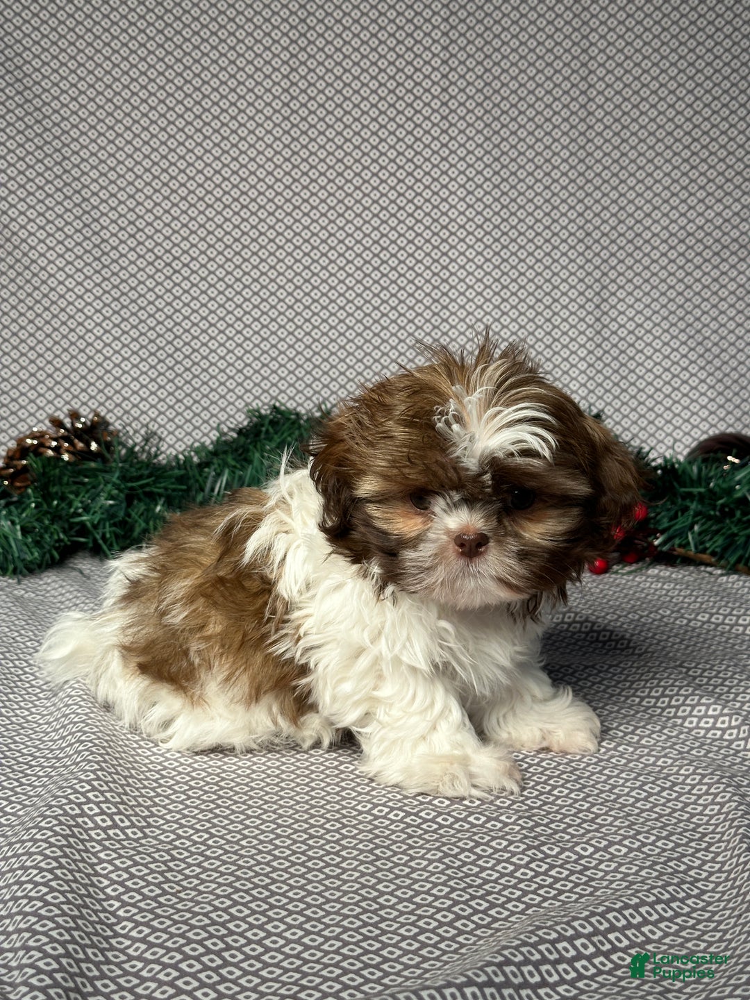 Shih Tzu dogs for sale: Dakota - Ad 3