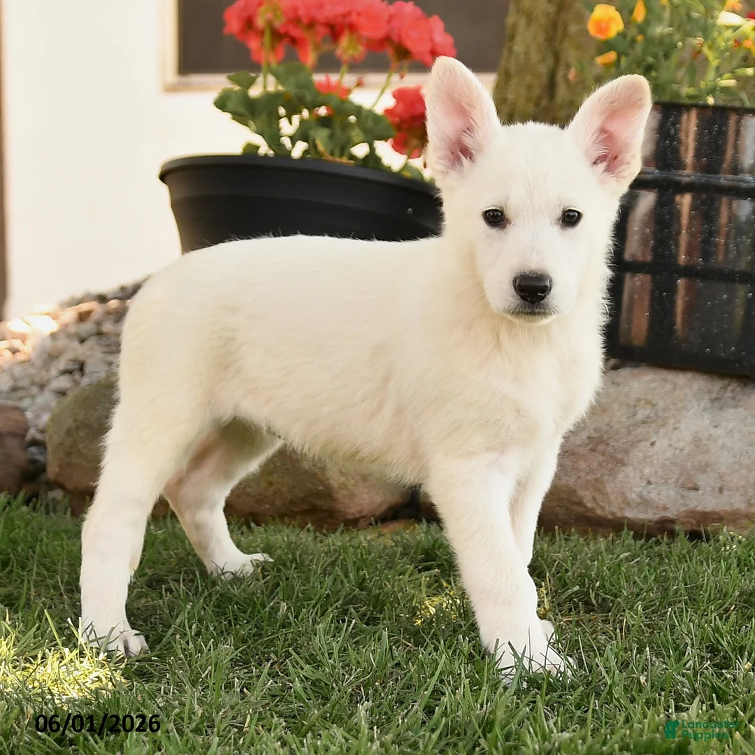 German Shepherd dogs for sale: France - Ad 2