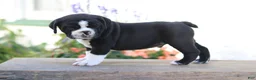 Beabull dogs for sale: Panda - Ad 2