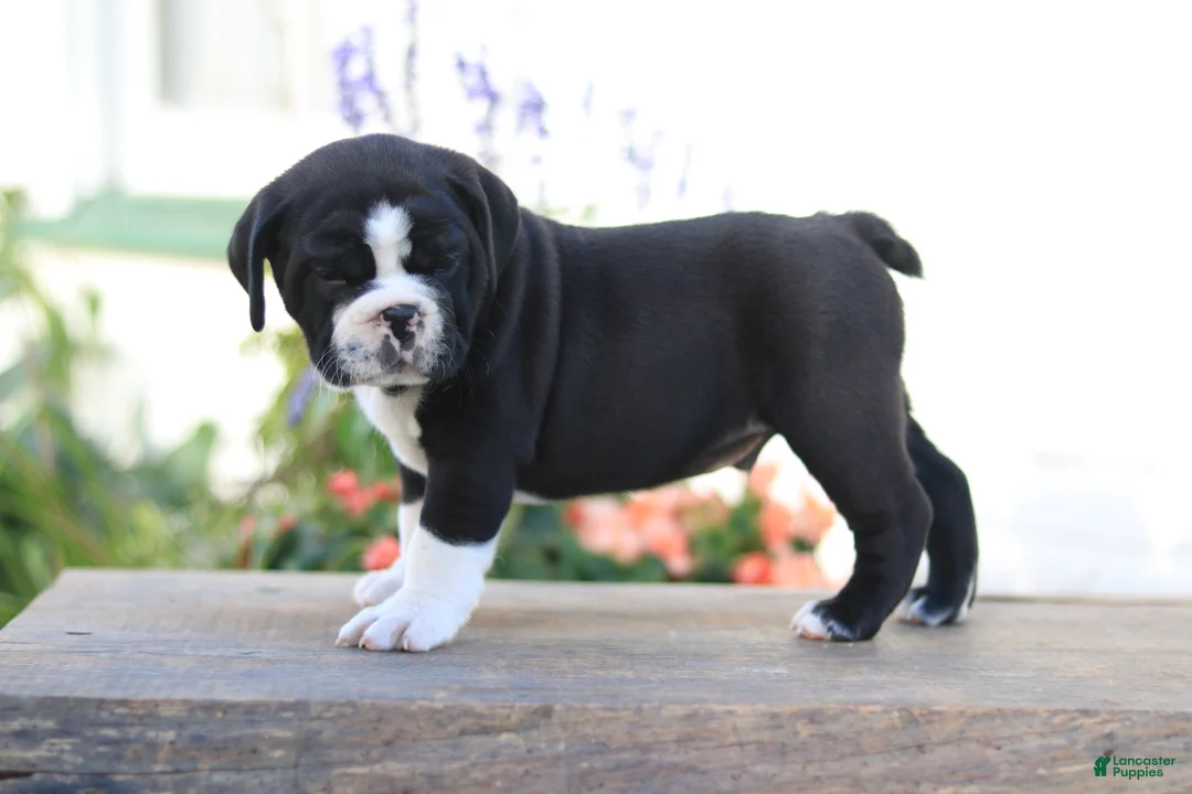 Beabull dogs for sale: Panda - Ad 2
