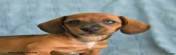 Miniature Dachshund dogs for sale: Romeo - Ad 3