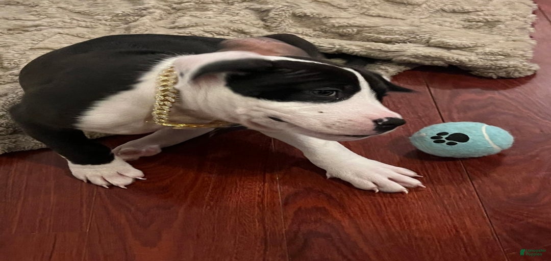 Gallery Image {{count}}