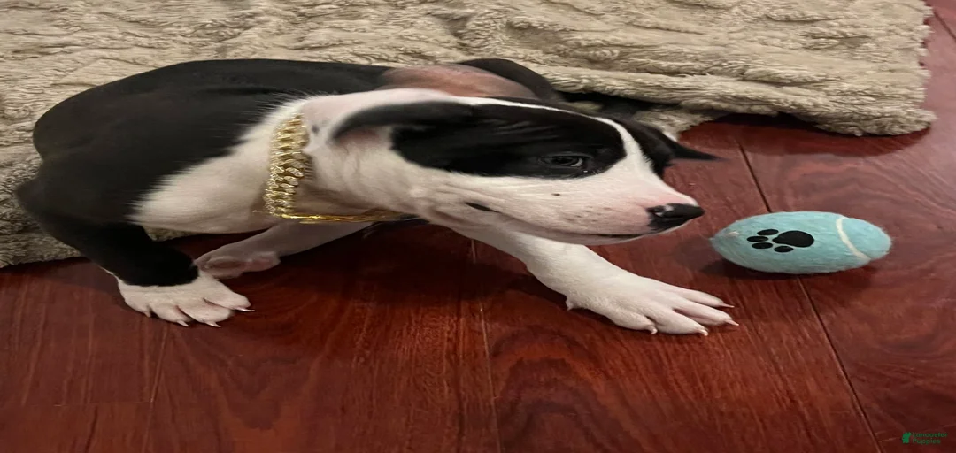 Gallery Image {{count}}