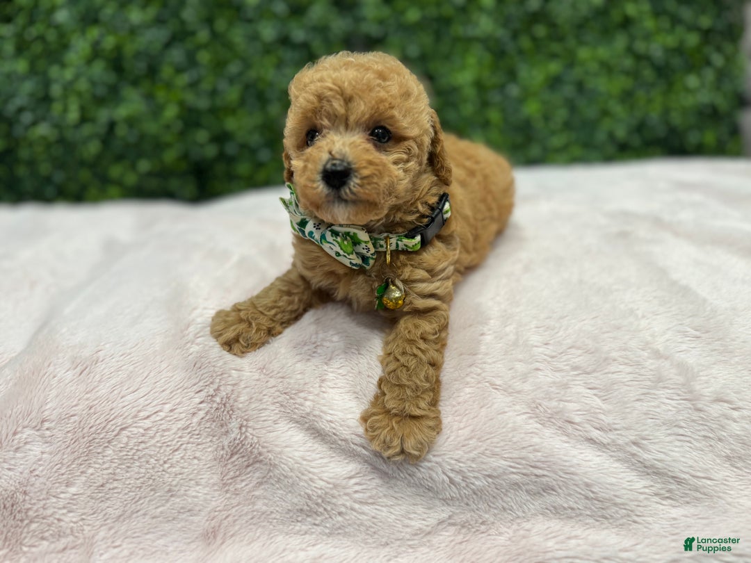 Toy Poodle dogs for sale: Max - Ad 5