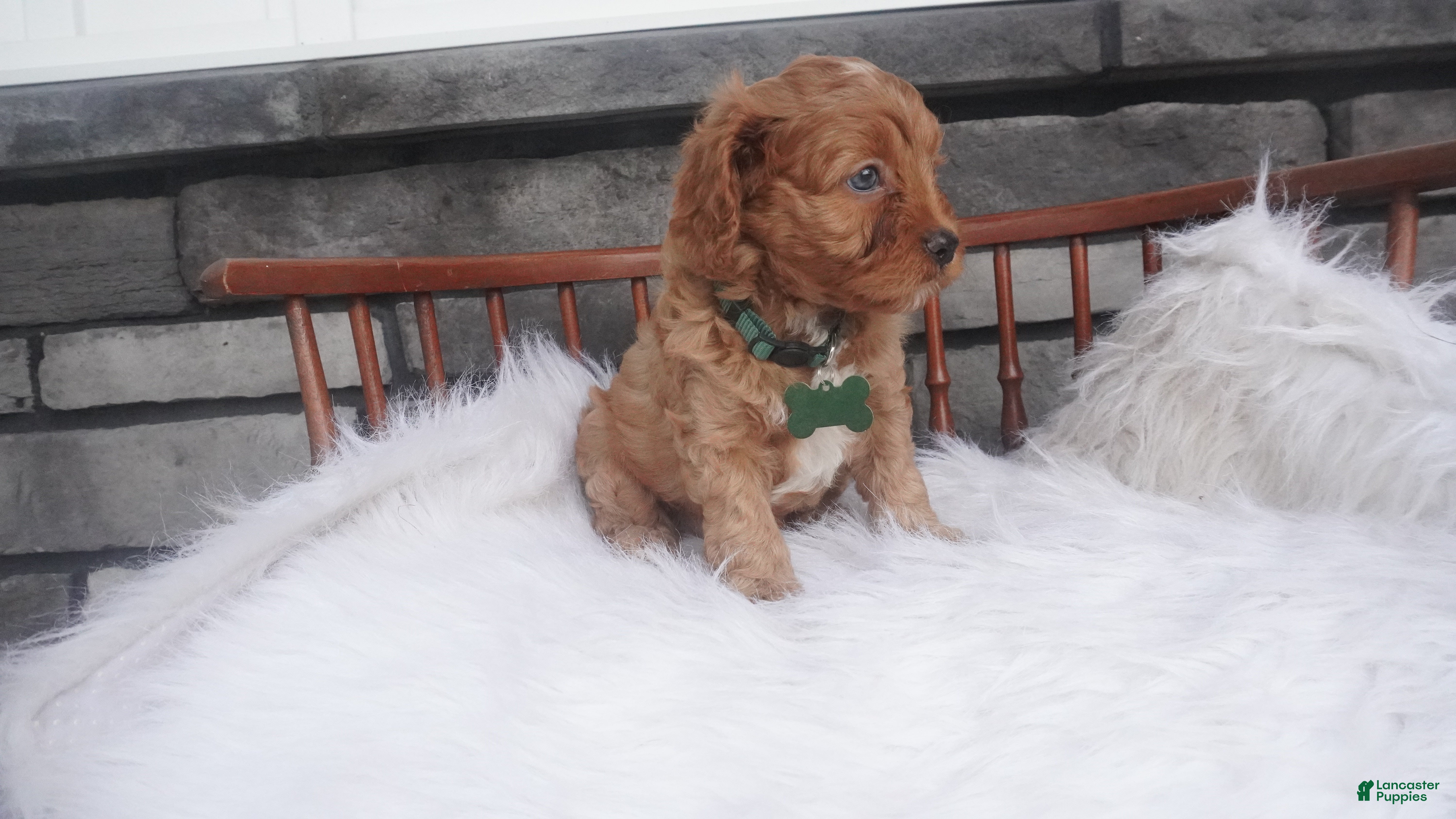 Cavapoo dogs Ollie - Ad 1