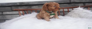 Ollie