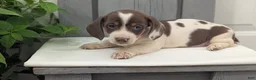 Miniature Dachshund dogs for sale: Moby - Ad 10