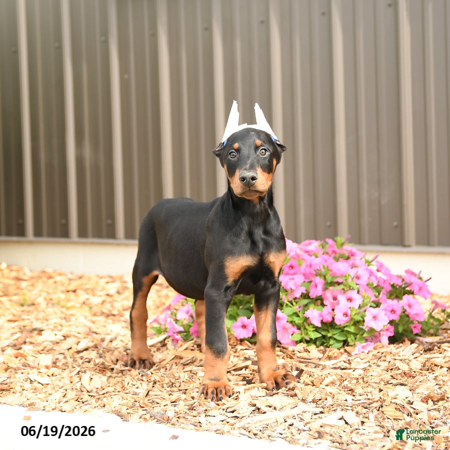 Doberman Pinscher dogs Denver - Ad 2