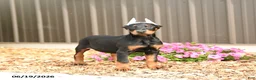 Doberman Pinscher dogs for sale: Denver - Ad 2