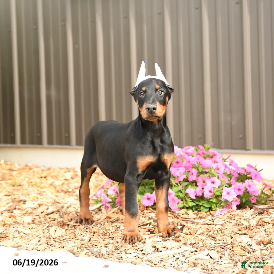 Doberman Pinscher dogs for sale: Denver - Ad 2