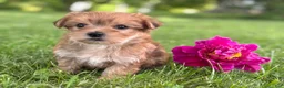 Morkie dogs for sale: Brookie  - Ad 10