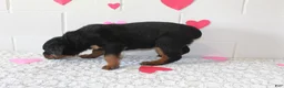 Rottweiler dogs for sale: Chloe - Ad 4