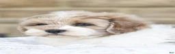 Mixed Breed dogs for sale: Teddy - Ad 7