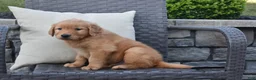 Golden Retriever dogs for sale: Kyle - Ad 4
