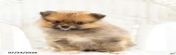 Pomeranian dogs for sale: Ashley - Ad 3