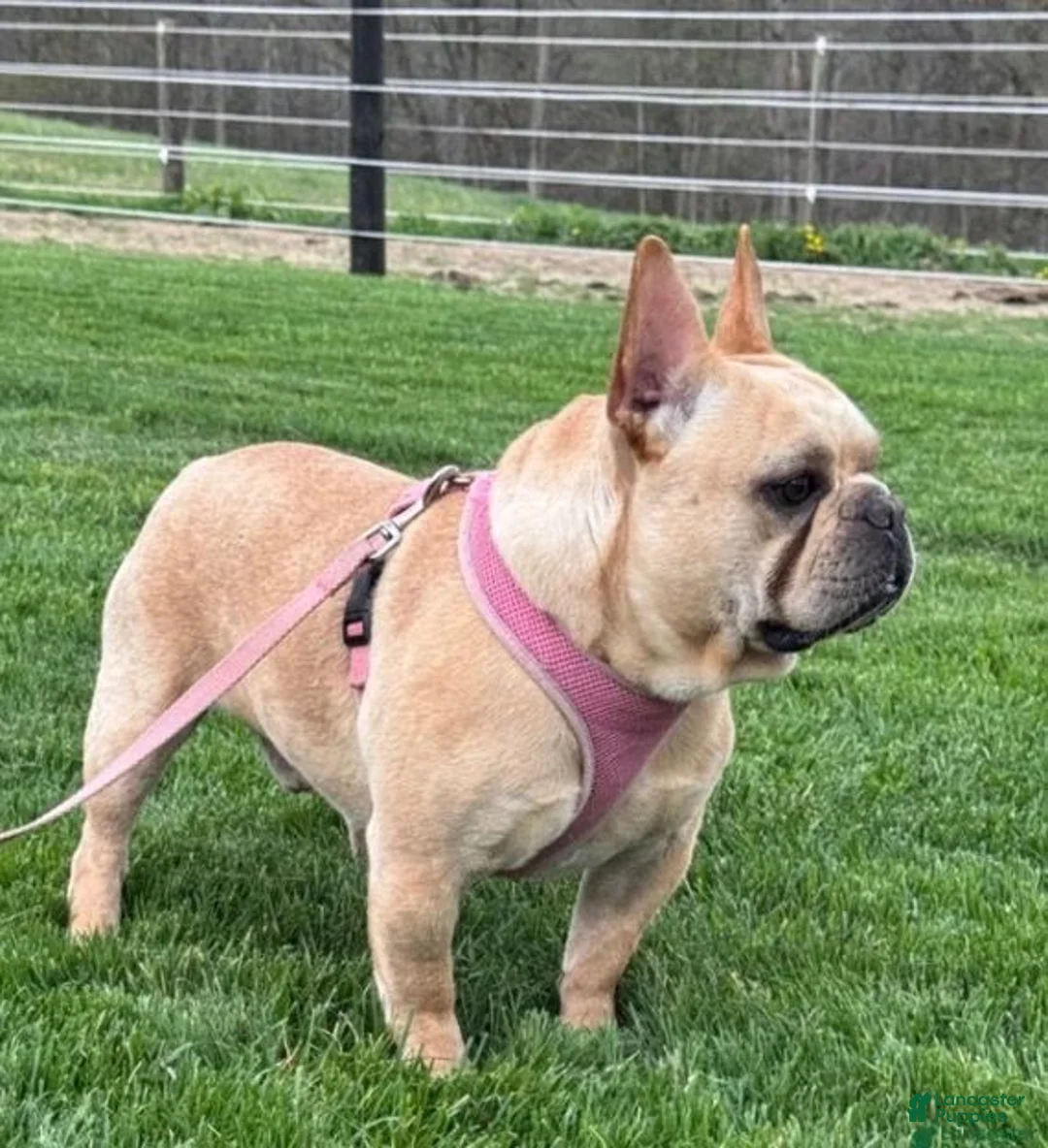French Bulldog dogs for sale: Diesel - Ad 20