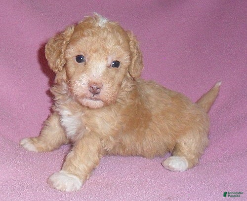 Miniature Poodle dogs Lilly - Ad 2