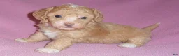 Miniature Poodle dogs for sale: Lilly - Ad 2