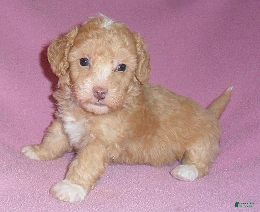 Miniature Poodle dogs for sale: Lilly - Ad 2