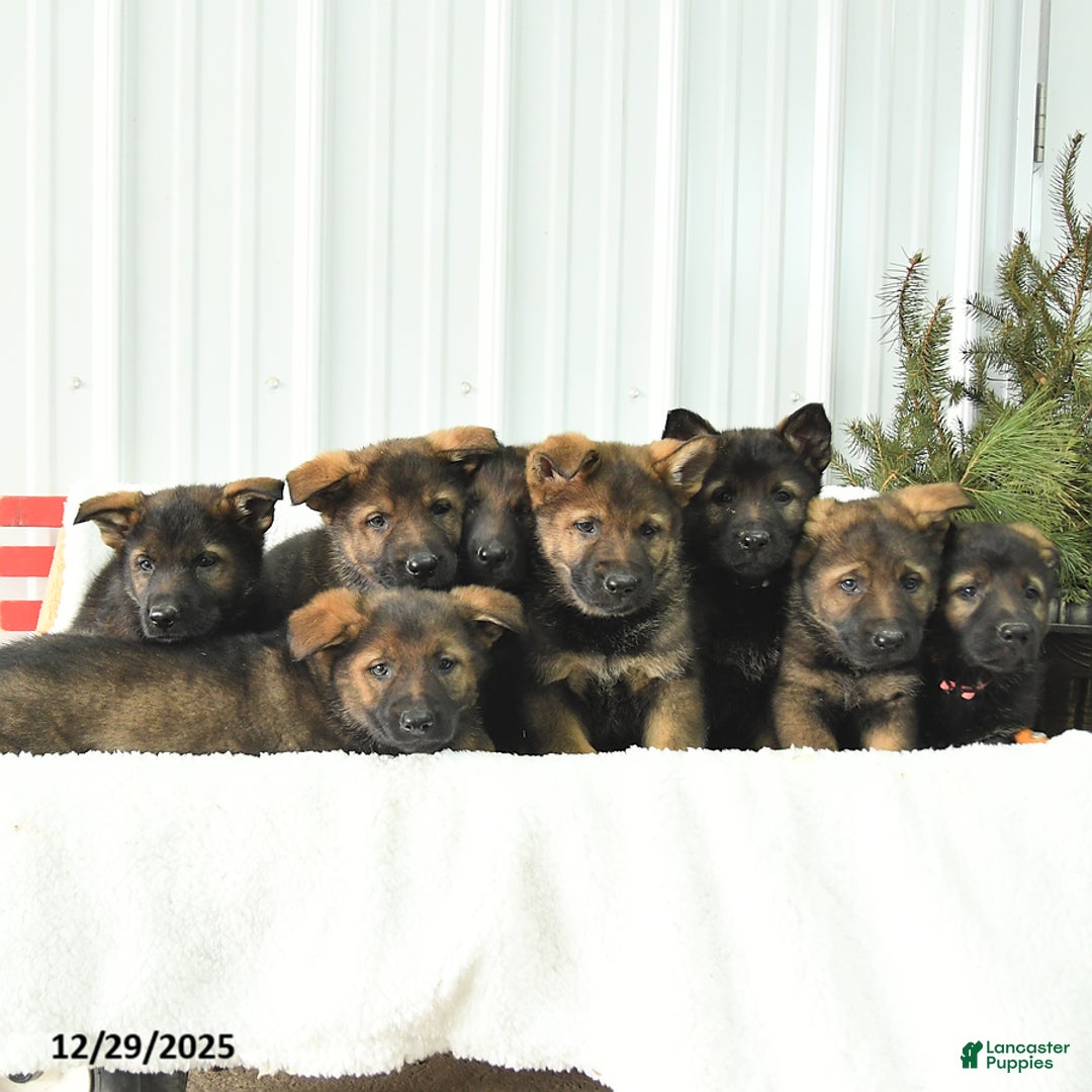 German Shepherd dogs for sale: Destiny - Ad 3