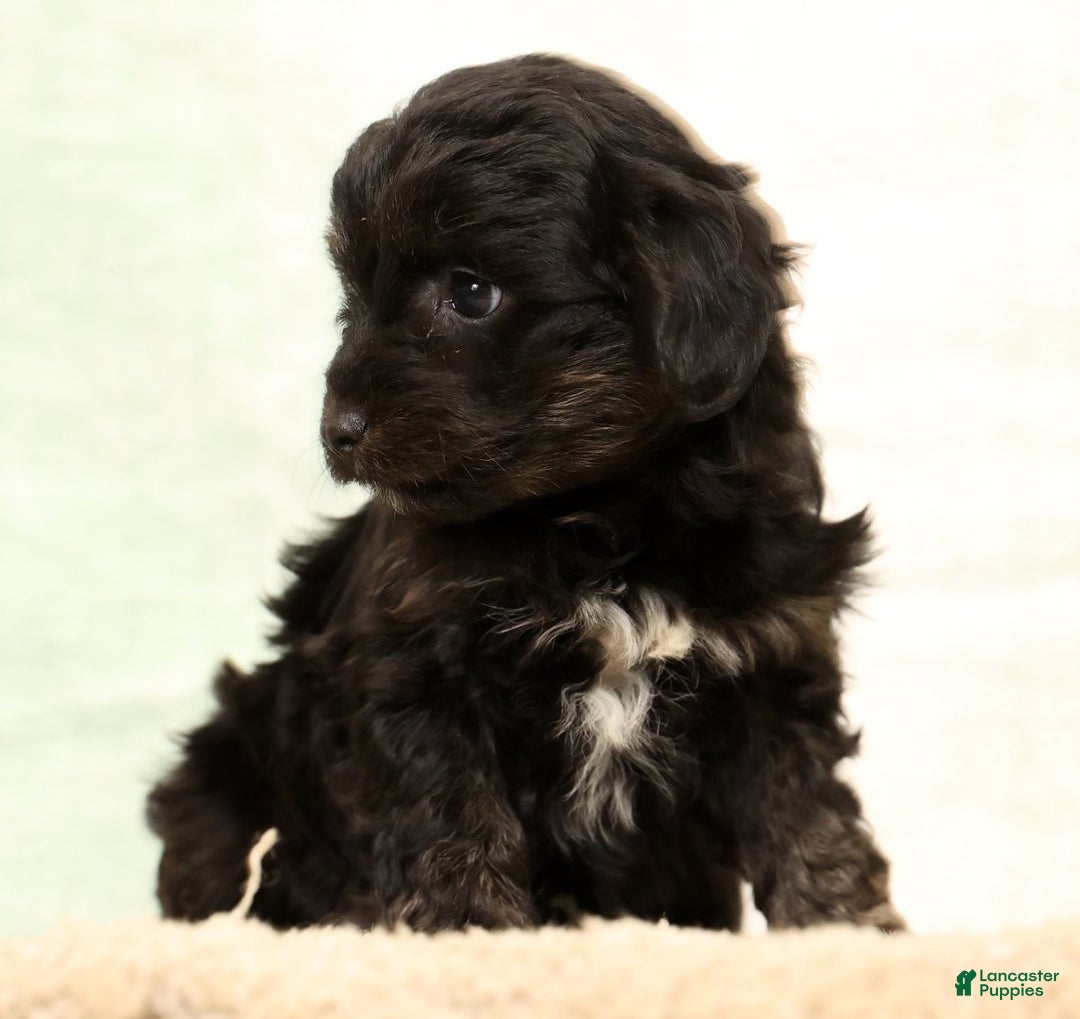 Mini Aussiedoodle dogs for sale: Sally - Ad 4
