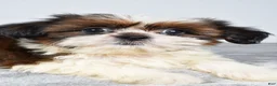 Shih Tzu dogs for sale: Chief - Ad 9