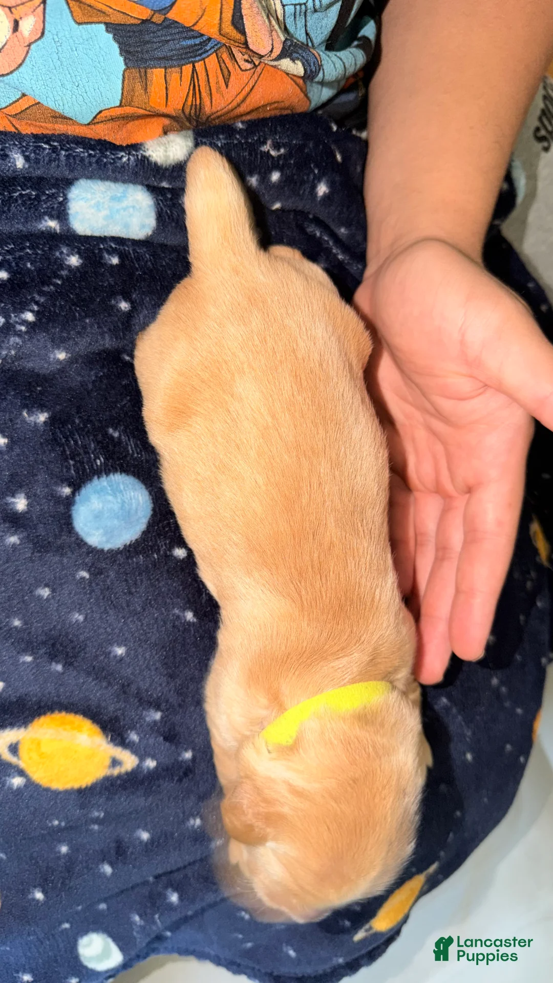 Golden Retriever dogs for sale: Light green  - Ad 2
