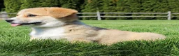 Welsh Corgi Pembroke dogs for sale: Daisy - Ad 6