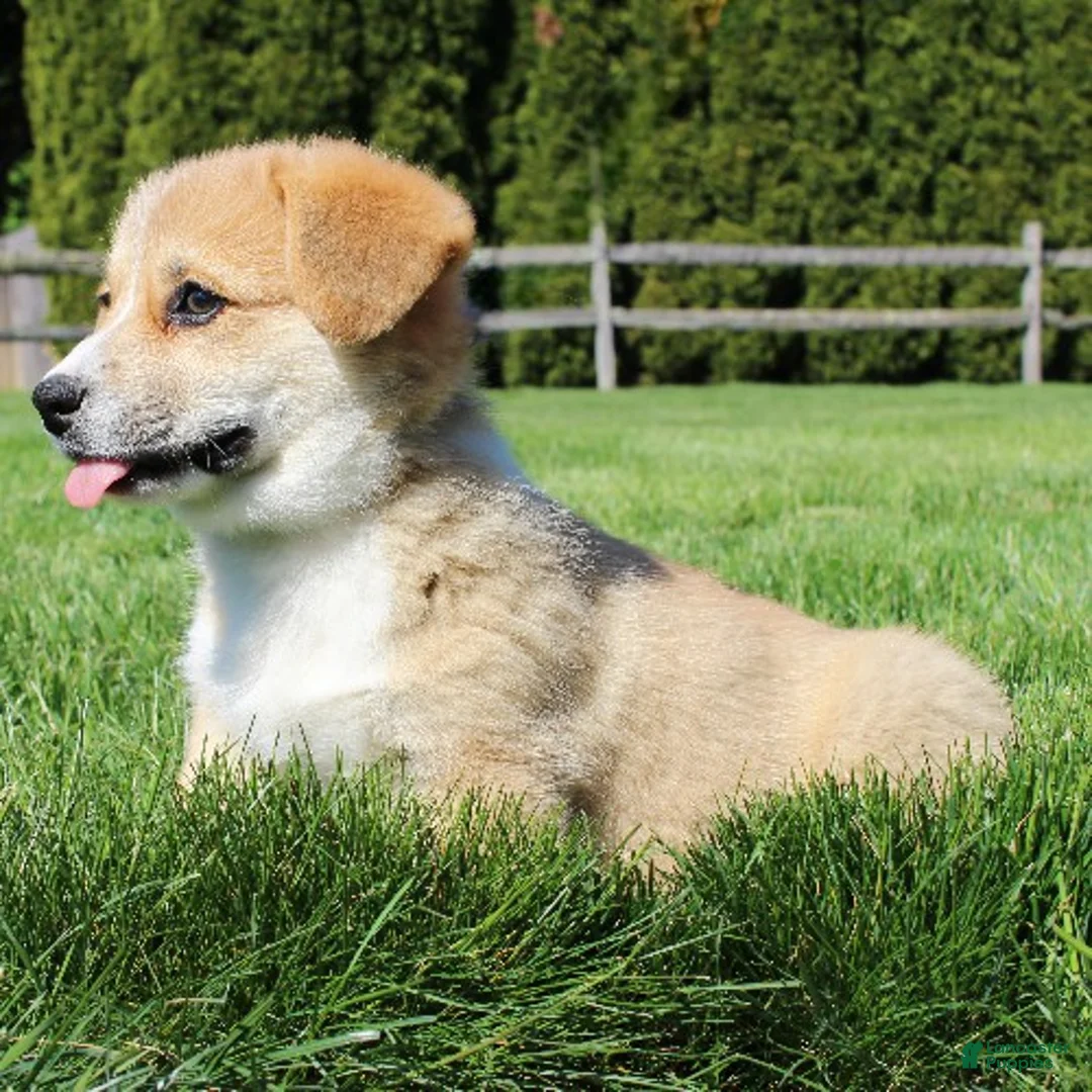 Welsh Corgi Pembroke dogs for sale: Daisy - Ad 6