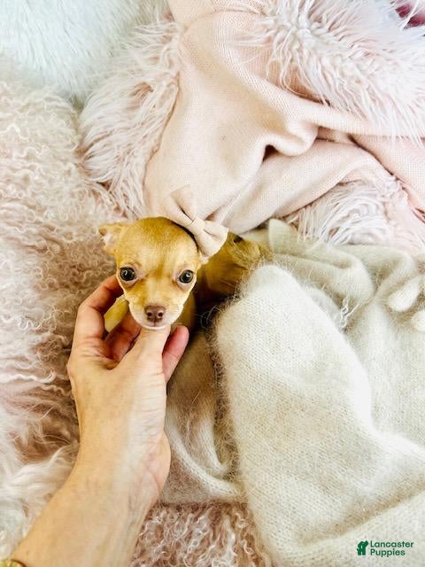 Chihuahua dogs Chihuahua Puppy 2 - Ad 10