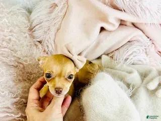 Chihuahua dogs Chihuahua Puppy 2 - Ad 16