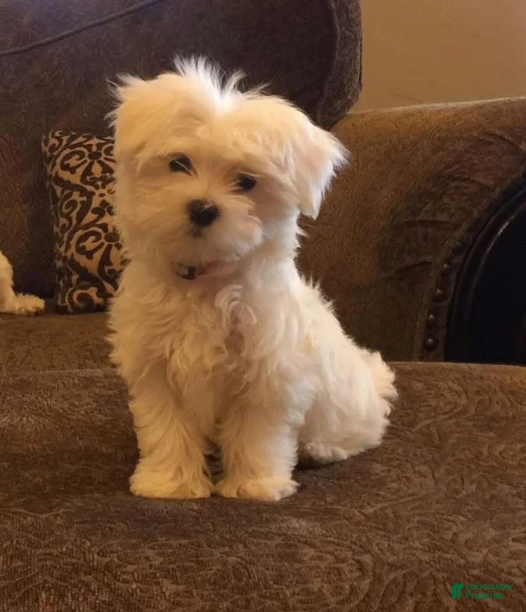 Maltese dogs for sale: Maltese Puppy 2 - Ad 5