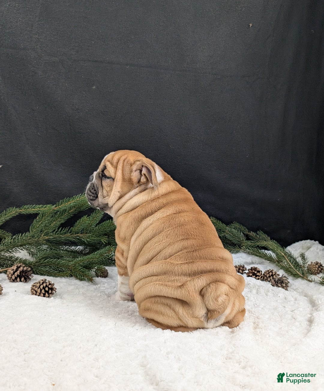 English Bulldog dogs for sale: Holly  - Ad 13