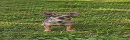 Chihuahua dogs for sale: Mouses blue merle boy - Ad 12
