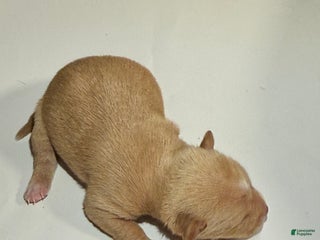 Rat Terrier dogs Gia - Ad 22