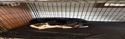 Mixed Breed dogs for sale: Woody - Ad 11