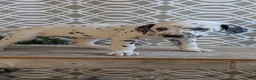 Dalmatian dogs for sale: Niles - Ad 4