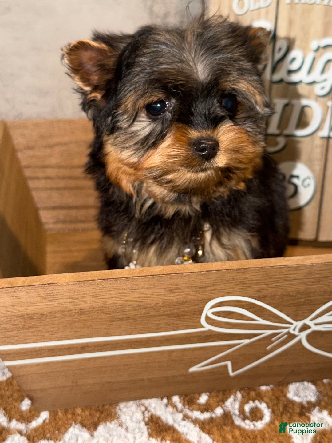 Yorkshire Terrier dogs for sale: Jack  - Ad 8