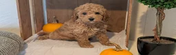 Miniature Poodle dogs for sale: Lady  - Ad 7