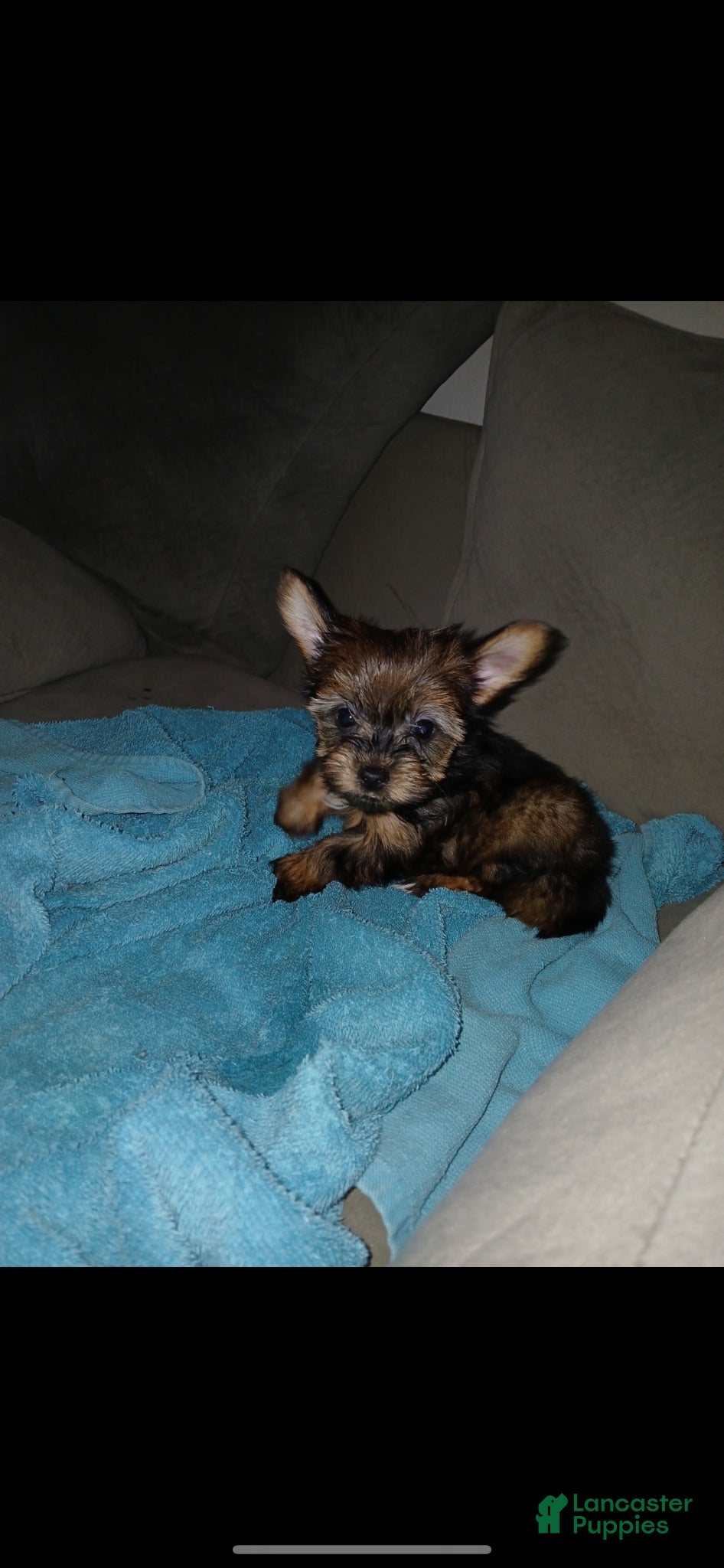 Yorkshire Terrier dogs Yorkshire Terrier 6 - Ad 1