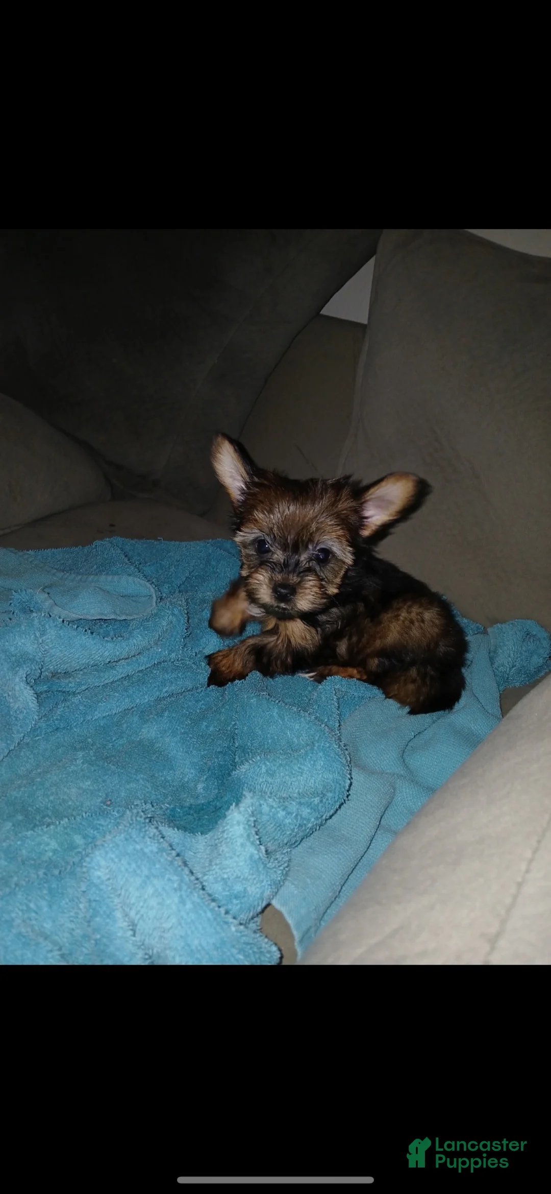 Yorkshire Terrier dogs for sale: Yorkshire Terrier 6 - Ad 1