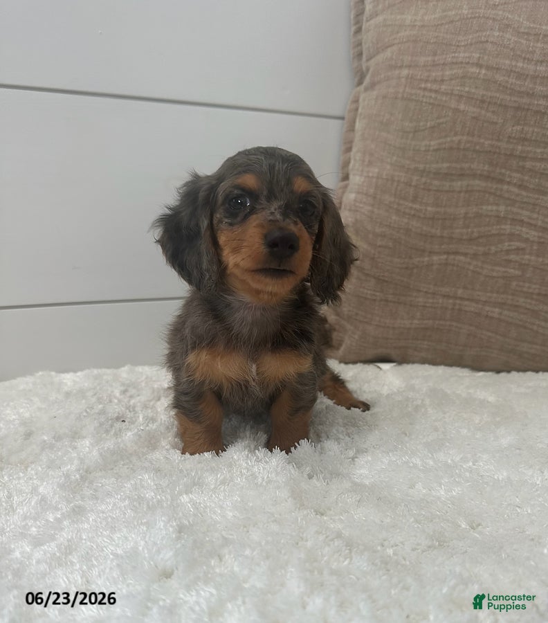 Miniature Dachshund dogs Sprout - Ad 2