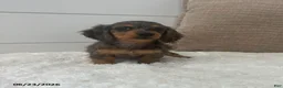 Miniature Dachshund dogs for sale: Sprout - Ad 2
