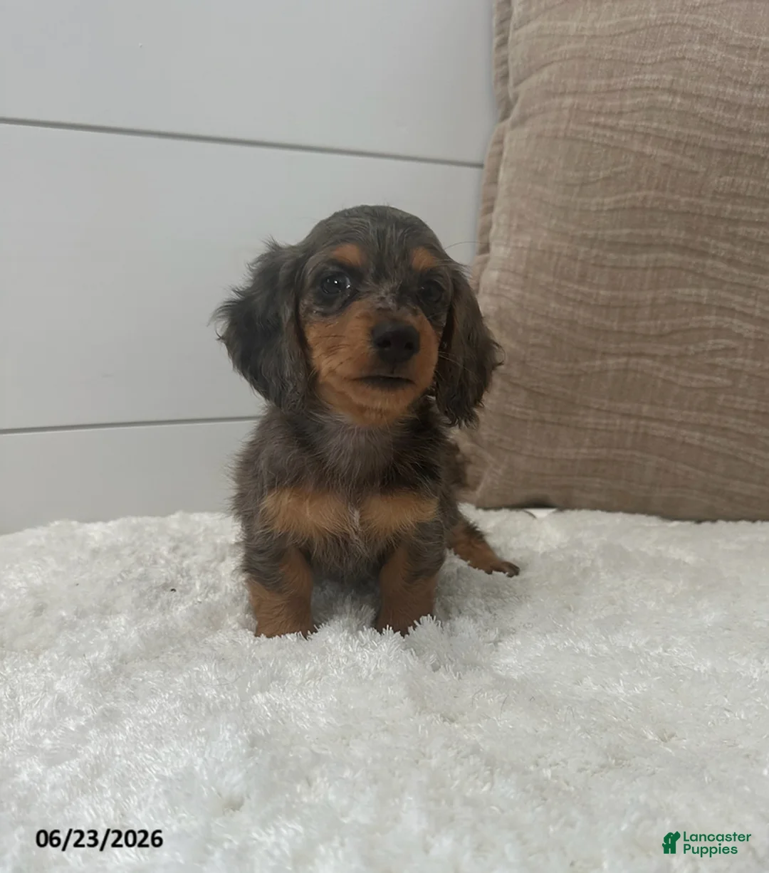 Miniature Dachshund dogs for sale: Sprout - Ad 2