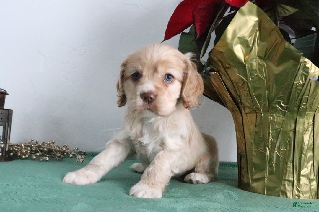 Cocker Spaniel dogs for sale: Karter - Ad 5